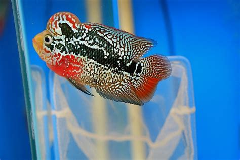 King Kamfa Flowerhorn Fish Kkf03 Super Colorful Kamfa ⋆ Tin Tran
