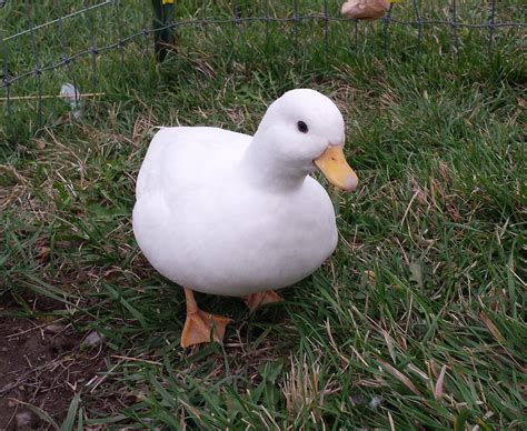 White Call Ducks — Duck Creek Farm Pet Ducks Duck Pictures Cute