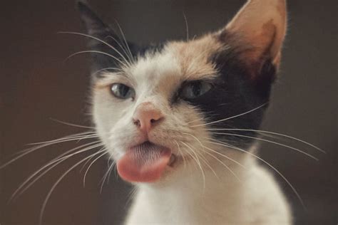 Cat Got Your Tongue Cats In Our Language And Culture Pethelpful