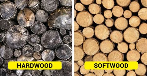 hardwood vs softwood differences uses pros and cons the ultimate home living blog