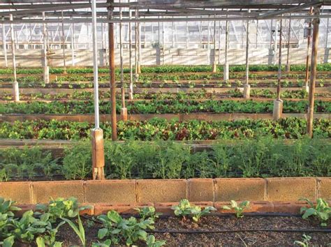 Urban Farming In Japan How To Start Benefits Importance And Challenges