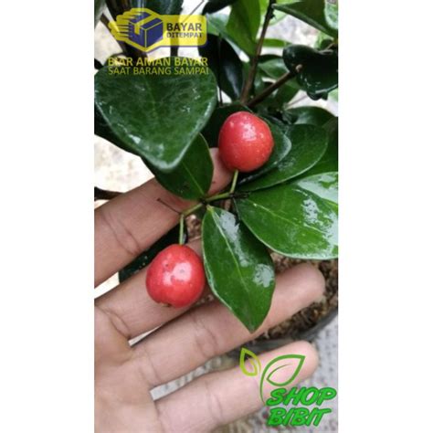 Jual Bibit Tanaman Buah Beach Cherry Bigg Cerry Original Shopee