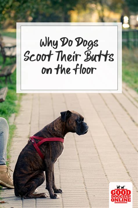 Why Do Dogs Scoot Their Butt On The Floor Price Lynda