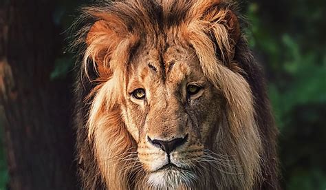 Southwest African Lion Facts Animals Of Africa Worldatlas