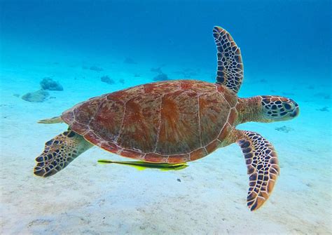 How To Support Conservation Of Marine Turtles Discovery Fleet Philippines
