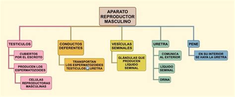 Arriba Imagen Mapa Mental Del Aparato Reproductor Masculino Y Femenino Abzlocal Mx