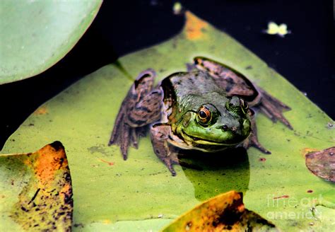 Frog On A Lily Pad Photograph By Nick Gustafson
