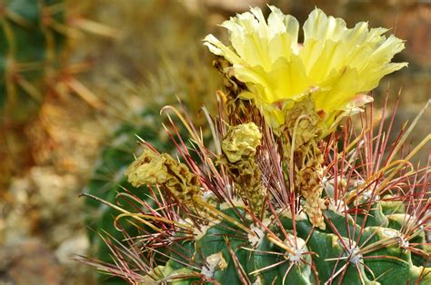 Cactus Spur Cacti Free Photo On Pixabay