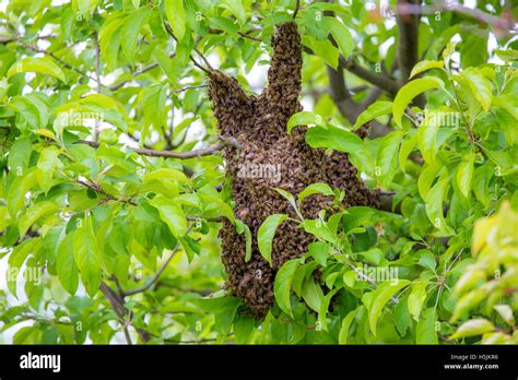 Wild Hive In A Tree Covered In Bees Stock Photo Alamy