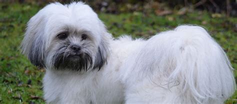 Tails Of A Lhasa Apso Lhasalife