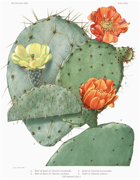 The vast majority of these cacti are spineless as spiny forage t y pes are more difficult to work cactus (opuntia spp) as forage. oponce — Wiktionnaire