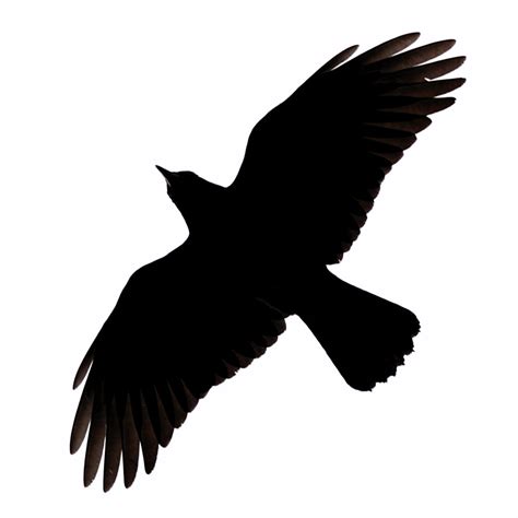 Free Flying Crow Png Download Free Flying Crow Png Png Images Free ClipArts On Clipart Library