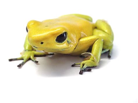 Phyllobates Terribilis Yellow Golden Poison Dart Frog Captive Bred