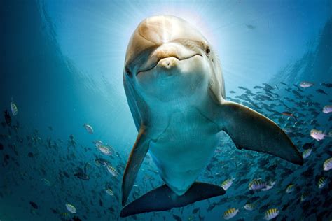 Amazing Breakthrough In Human And Dolphin Communication