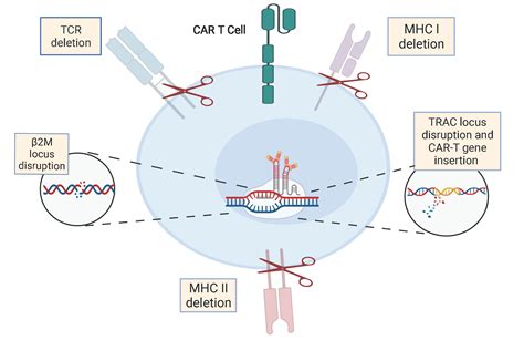 The Rise Of Chimeric Antigen Receptor T Cell Therapy And The Path Forward