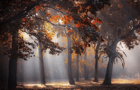 1500x968 Sun Rays Forest Fall Leaves Trees Mist Sunlight Nature