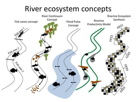 Schematic Representation Of The Main River Ecosystem Concepts Vce