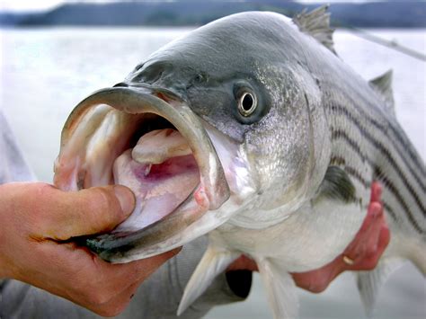 17 Best Striped Bass Lures For Trolling Jigging And Casting