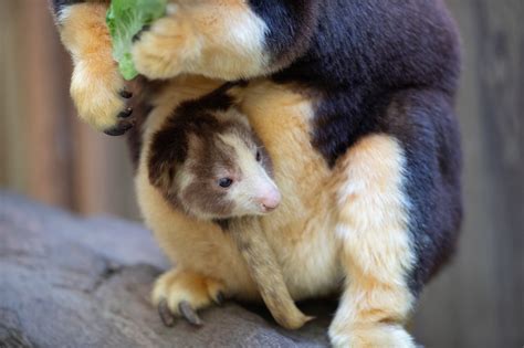 Baby Reveal Adorable Tree Kangaroo Joey Emerges From Moms Pouch