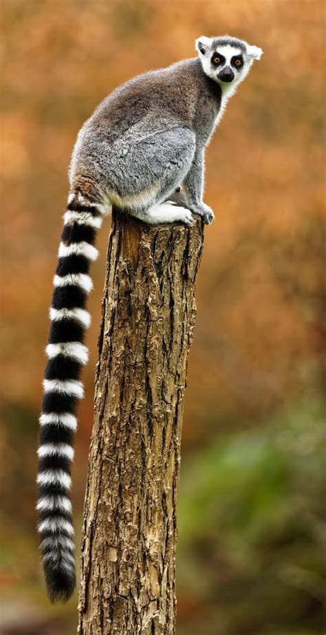 A Ring Tailed Lemur About Wild Animals