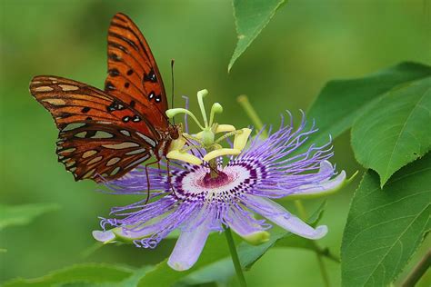 Gulf Fritillary Butterfly On A Purple Passionflower Photograph By Leisa