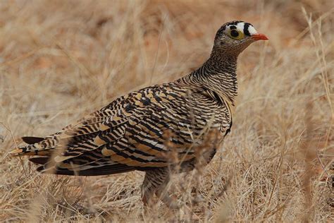 Lichtensteins Sandgrouse Pterocles Lichtensteinii Male Photo