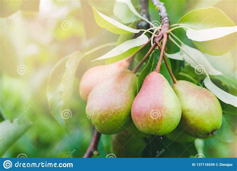 Pears On A Branchunripe Green Pearpear Treetasty Young Pear H