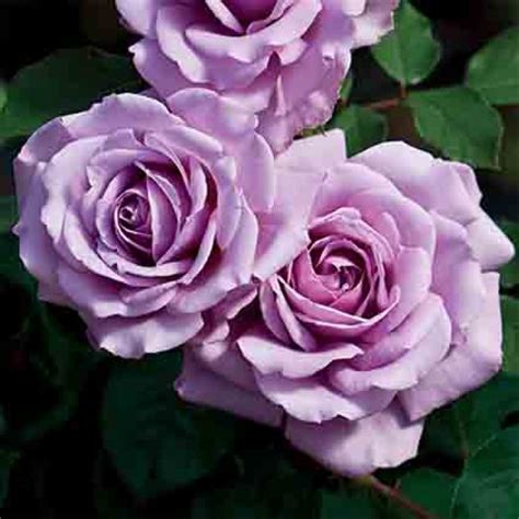 Love Song Floribunda Rose Floribunda Roses Edmunds Roses