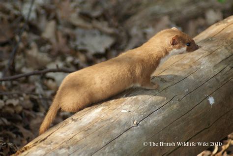 Weasel British Wildlife Wiki