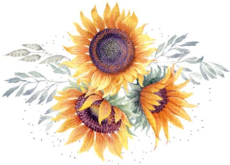 Open Full Size This Graphics Is Watercolor Hand Painted Sunflower