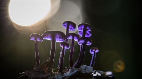 2560x1440 Mushrooms Purple Glowing 5k 1440p Resolution Hd 4k