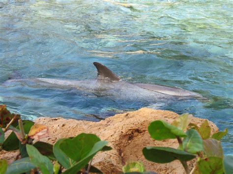 Dolphin Dolphin Cove Seaworld Orlando Meeko Flickr