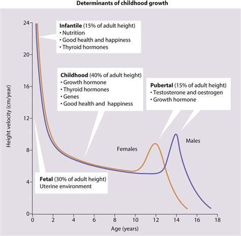 Growth And Puberty Obgyn Key