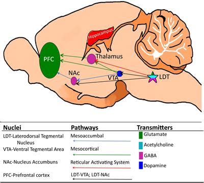 Cranial nerve nuclei red nucleus substantia nigra. Bookbrain Stem Nuclei : 3d Brain : This video was produced ...