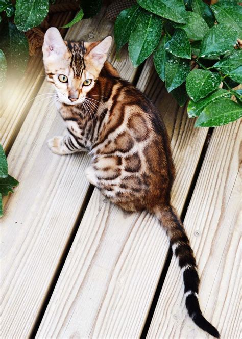 Bengal Kittens For Sale Our Beautiful Female Bengal With Large Outlined Rosette Bengal