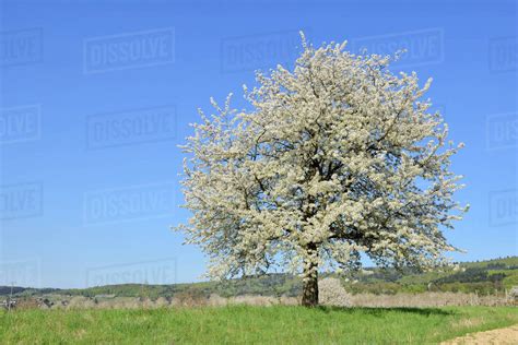 Cherry Tree Blossoming In Meadow In Spring Baden Wurttemberg Black