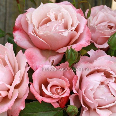 Mirage Shop Treloar Roses Premium Roses For Australian Gardens