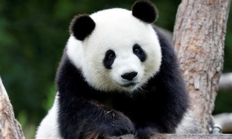Почина най-възрастната панда в зоопарк в света