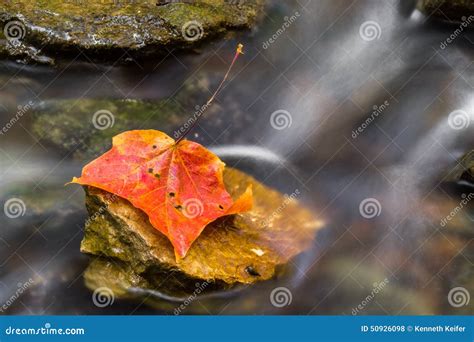 Autumn Leaf In Stream Stock Photo Image Of Fallen Motion 50926098