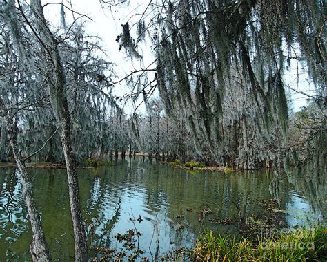 Swamp Moss Lake Martin La Photograph By Lizi Beard Ward Fine Art America