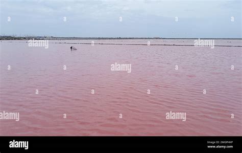 Gruissan Pink Dew Sea Water By Sea Salt In Aude France Saline Saint