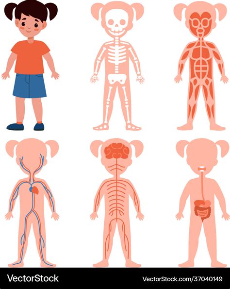 Girl Body System Kids Silhouettes With Vital Vector Image