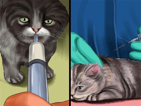 3 Ways To Diagnose And Treat Fading Kitten Syndrome Wikihow