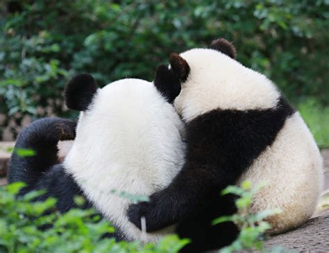 Panda Hug Flickr Photo Sharing