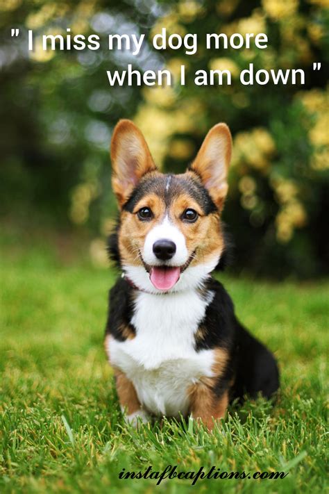 125+ Pawfect Instagram Captions for Puppy Lovers in 2024