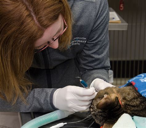 Carecredit knows pets are family too. Anesthesia in Pet Dental Care - Janesville Veterinary Clinic