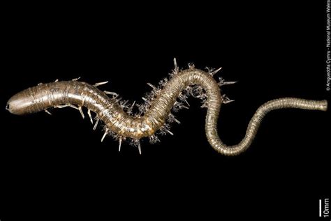 Cardiff Curator On Twitter Glass Worms For Wormwednesday Our