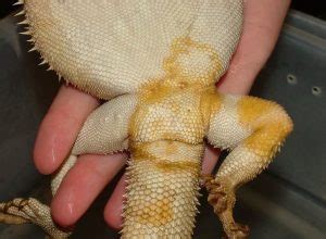 It has the very complicated name of chrysosporium anamorph of nanniziopsis vriesii (canv). Yellow Fungus On Bearded Dragons - Barking Orders
