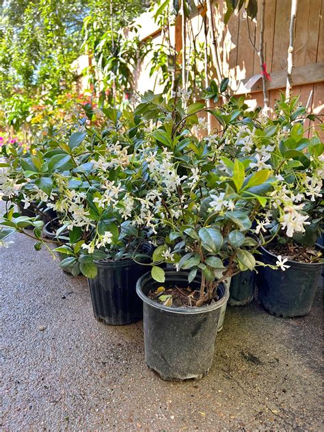 Jasmine Plants for sale in Houston, Texas | Facebook Marketplace