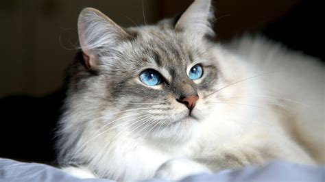 Как определить породу котенка сибирской породы